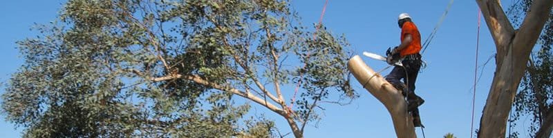 man tree trimming man tree trimming
